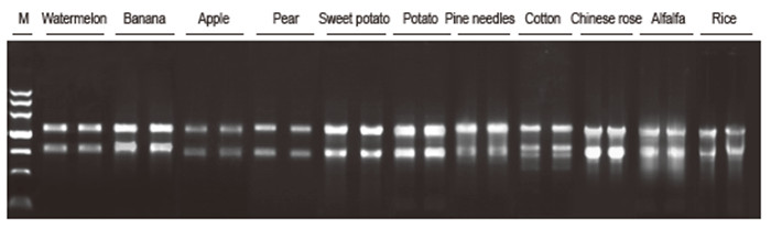 Experimental Example