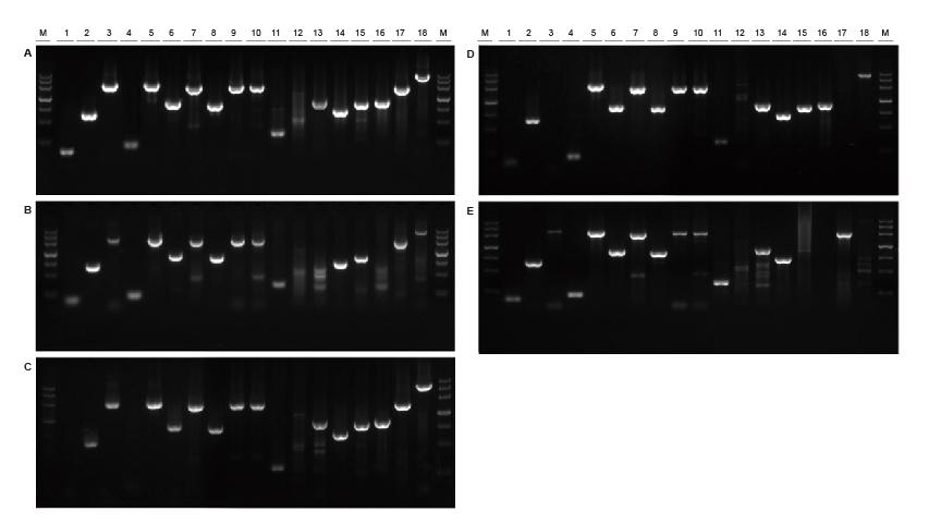 2×Taq PCR MasterMix Ⅱ 