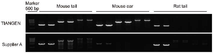 Experimental Example