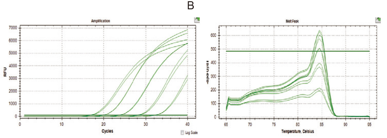  Experimental Example