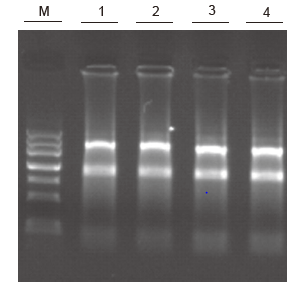 RNAprep Pure FFPE Kit