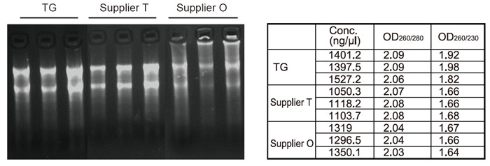 Experimental Examples