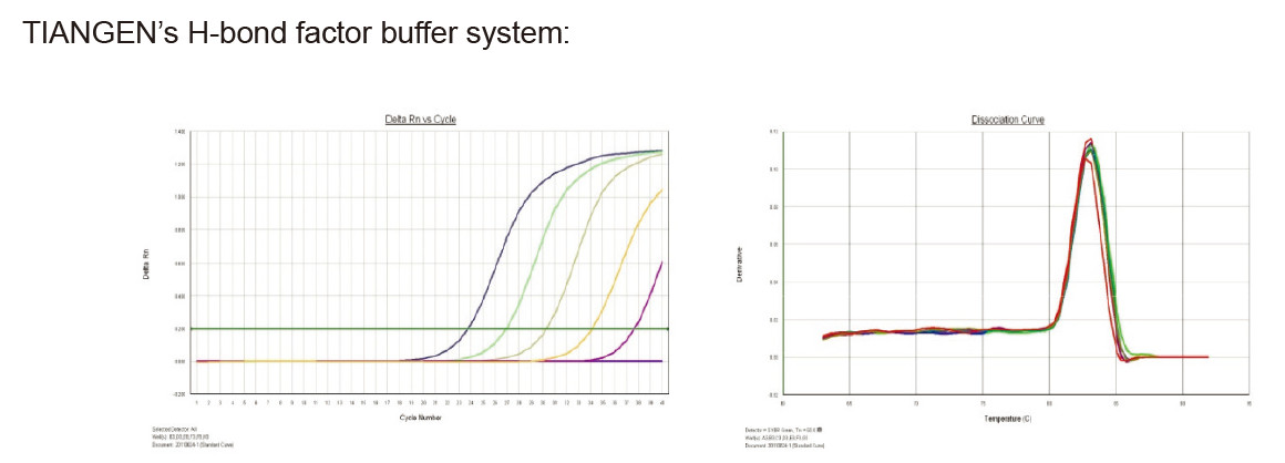 The dual-enzyme system ensures stable and efficient amplification