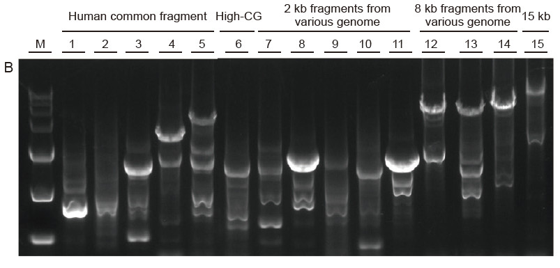 Experimental Example