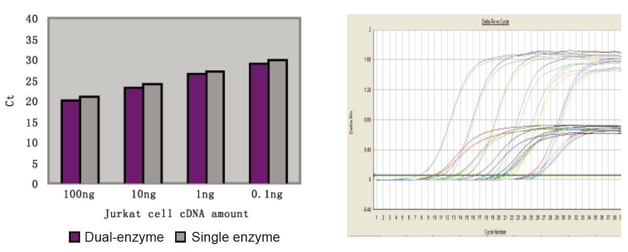 The dual-enzyme system ensures stable and efficient amplification