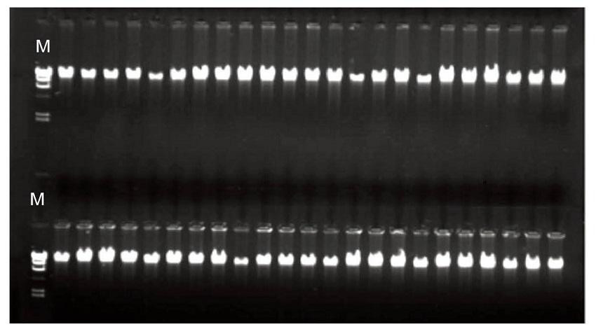 Genome DNA was extracted from 600 µl of blood using TIANamp N96 Blood DNA Kit. The concentration of agarose gel was 1%. The electrophoresis was performed under 6V/cm for 20 min. M:λDNA/Hind III DNA Marker