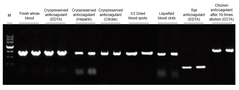 Experimental Example