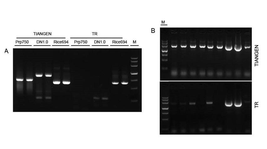 2×Taq PCR MasterMix Ⅱ 