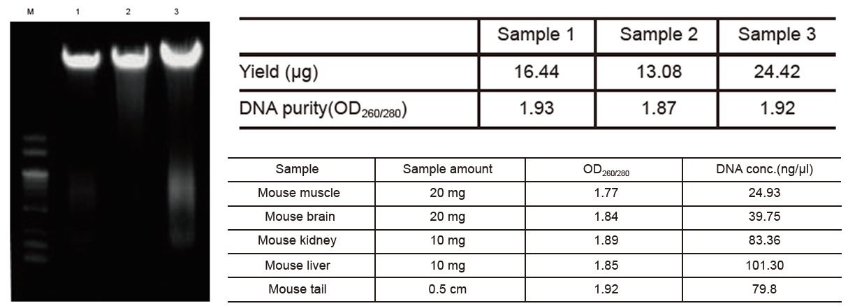 Experimental Example