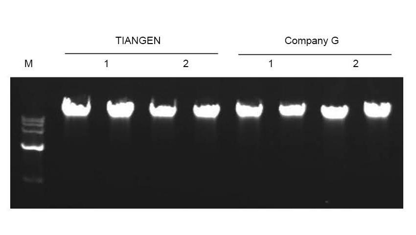 Experimental Example