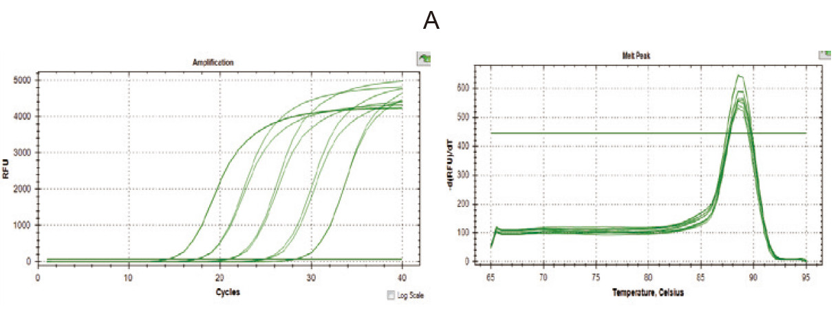  Experimental Example