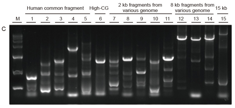 Experimental Example