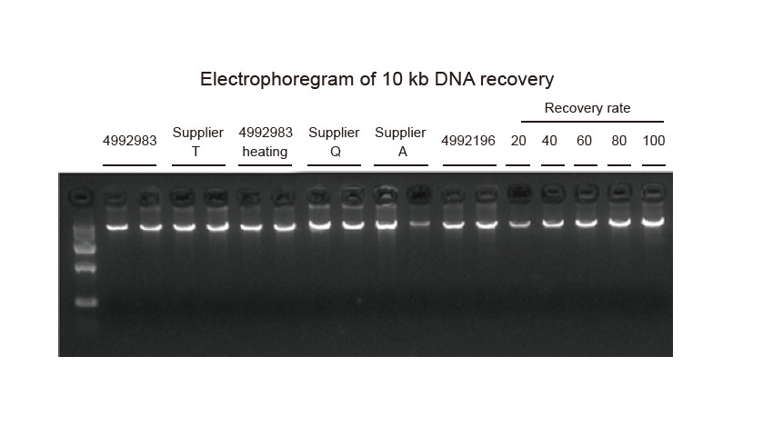 Experimental Example (2)