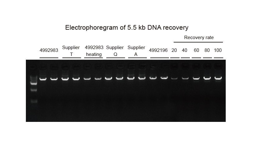 Experimental Example (3)