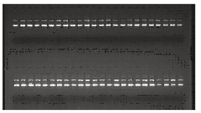 TIANprep Rapid N96 Plasmid Kit02