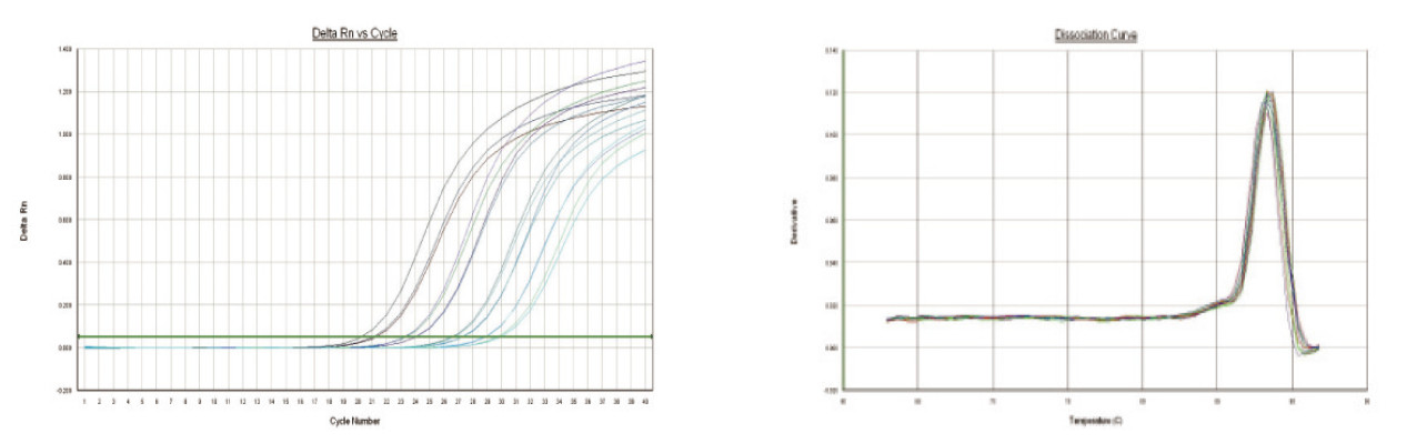 The dual-enzyme system ensures stable and efficient amplification