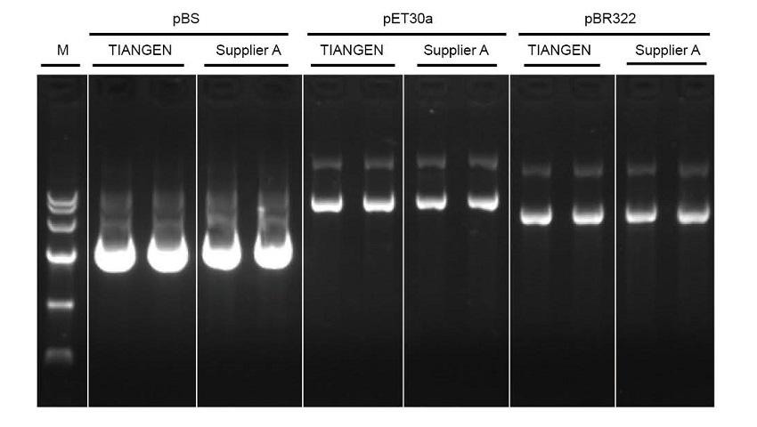 TIANprep Rapid Mini Plasmid Kit