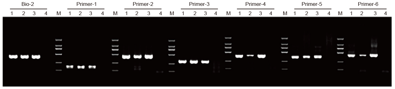 Experimental Examples