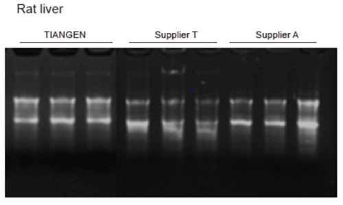 Experimental Example