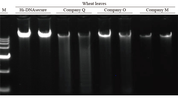 Experimental Example