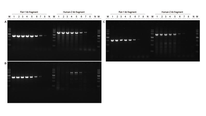 2×Taq PCR MasterMix Ⅱ 