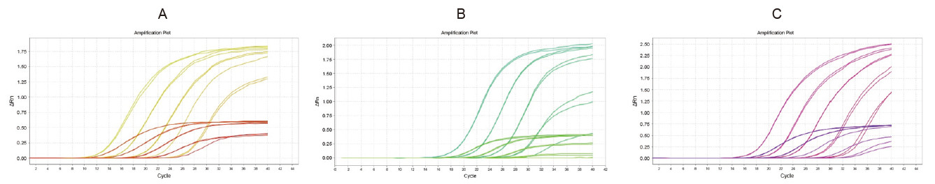 Experimental Example