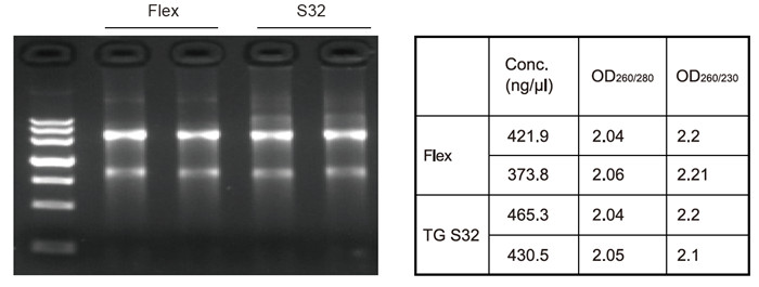 Experimental Examples