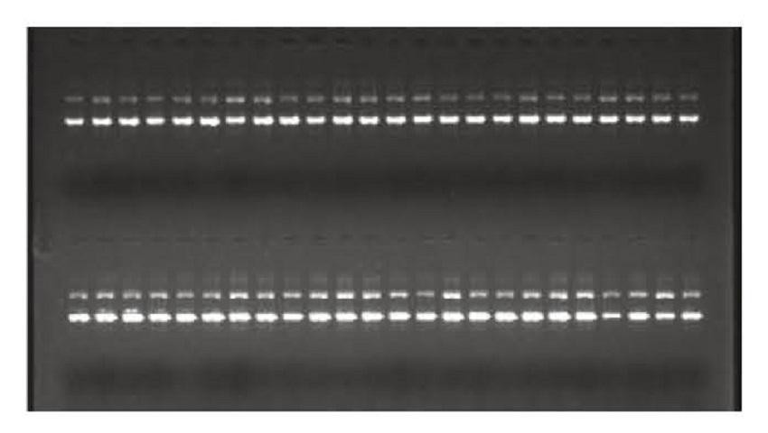 Experimental Example