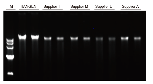 Experimental Example